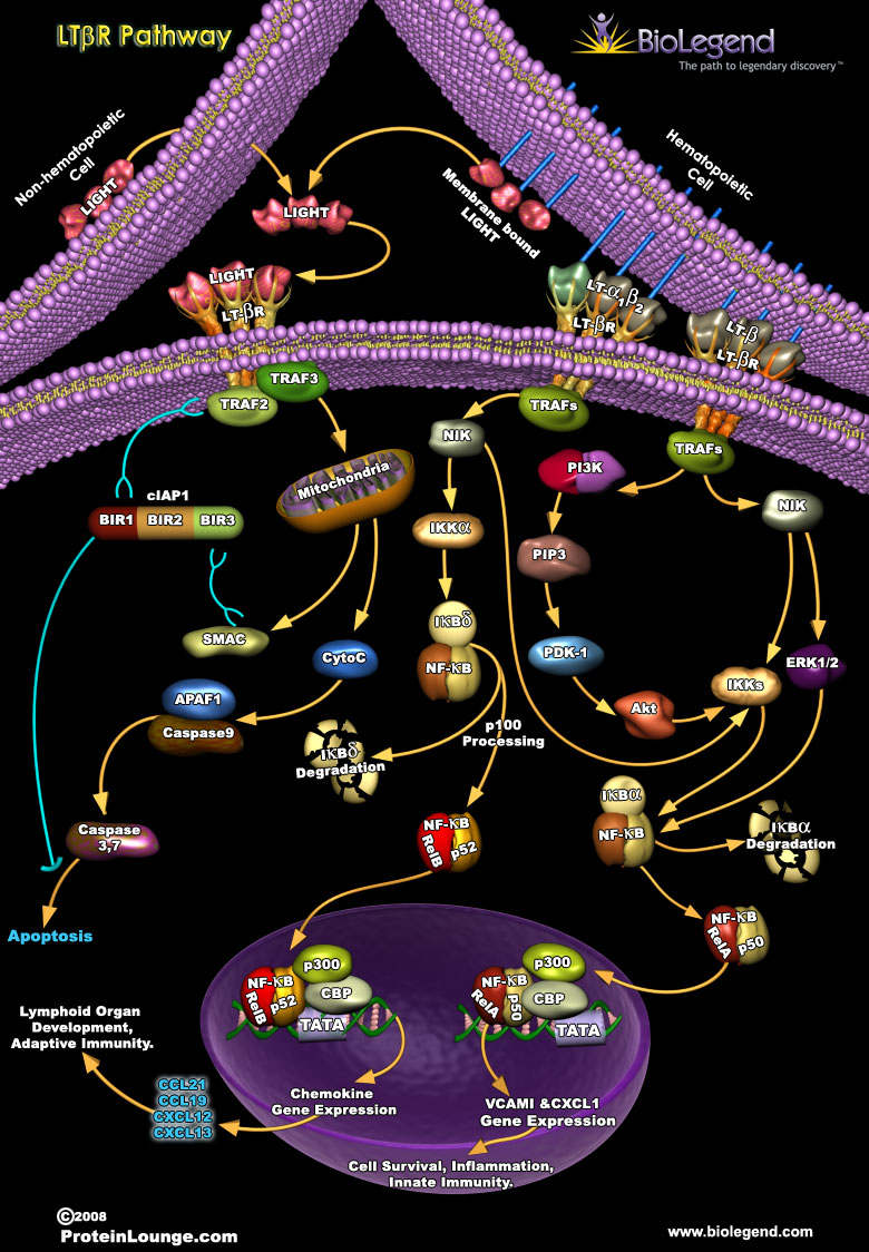 Lymphotoxin-beta Receptor Pathway